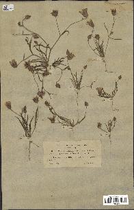 spécimen de Catananche arenaria