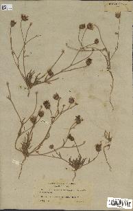 spécimen de Catananche arenaria