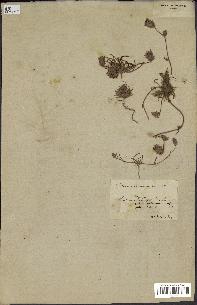 spécimen de Catananche arenaria