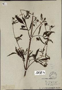 spécimen de Bidens vulgata