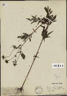 spécimen de Bidens vulgata