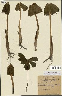 spécimen de Podophyllum peltatum
