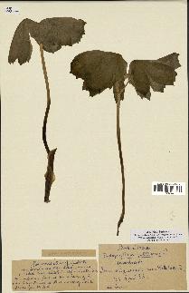 spécimen de Podophyllum peltatum