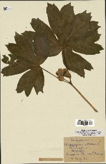 spécimen de Podophyllum peltatum