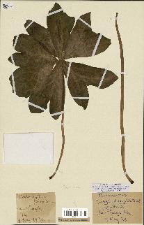spécimen de Podophyllum peltatum