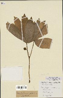 spécimen de Podophyllum peltatum