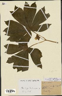 spécimen de Podophyllum peltatum