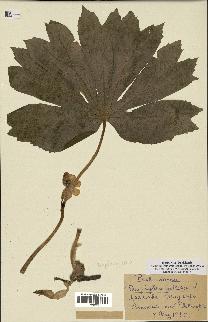 spécimen de Podophyllum peltatum