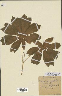 spécimen de Podophyllum peltatum