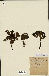 spécimen de Podophyllum peltatum