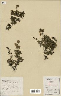 spécimen de Berberis vulgaris