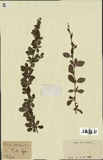 spécimen de Berberis vulgaris