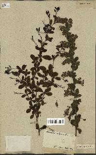 spécimen de Berberis vulgaris