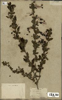 spécimen de Berberis vulgaris