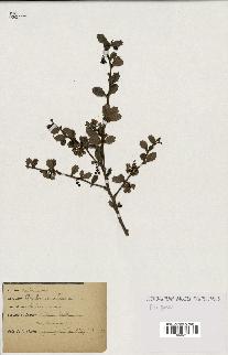 spécimen de Berberis vulgaris