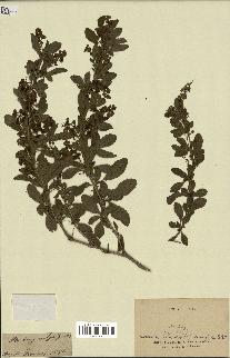 spécimen de Berberis vulgaris