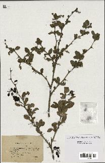 spécimen de Berberis vulgaris