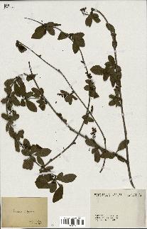 spécimen de Berberis vulgaris