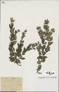 spécimen de Buxus sempervirens