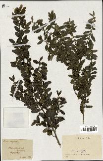 spécimen de Buxus sempervirens