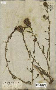 spécimen de Centaurea nigra