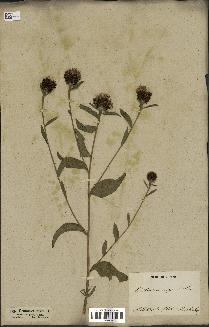 spécimen de Centaurea nigra