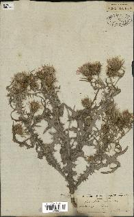 spécimen de Galactites tomentosa