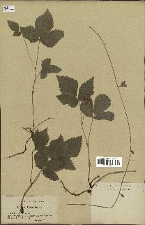 spécimen de Rubus saxatilis