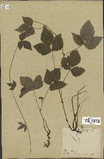 spécimen de Rubus saxatilis