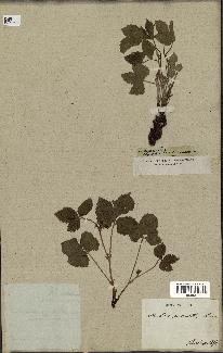 spécimen de Rubus saxatilis