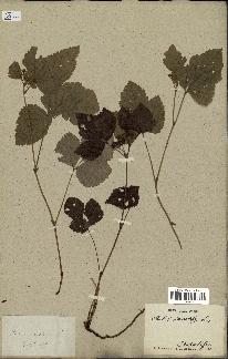 spécimen de Rubus saxatilis