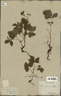 spécimen de Rubus saxatilis