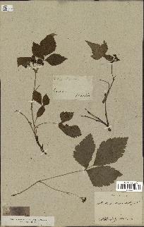 spécimen de Rubus saxatilis