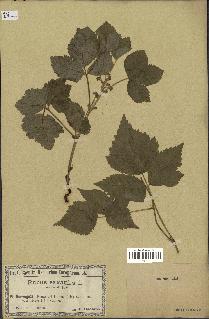 spécimen de Rubus saxatilis