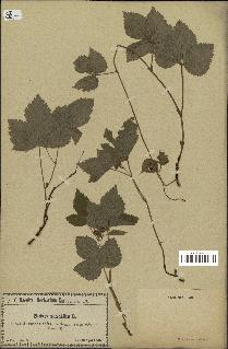 spécimen de Rubus saxatilis