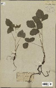 spécimen de Rubus saxatilis