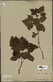 spécimen de Rubus saxatilis