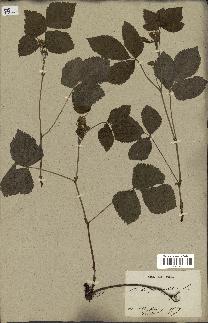 spécimen de Rubus saxatilis