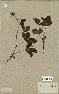 spécimen de Rubus saxatilis