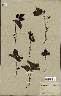 spécimen de Rubus saxatilis