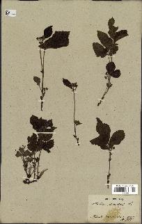 spécimen de Rubus saxatilis