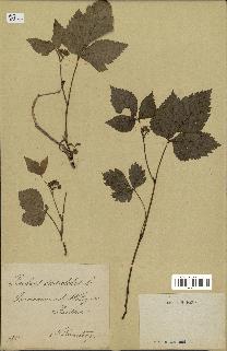 spécimen de Rubus saxatilis