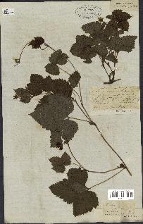 spécimen de Rubus saxatilis