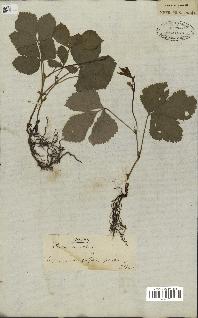 spécimen de Rubus saxatilis