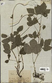 spécimen de Rubus saxatilis