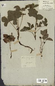 spécimen de Rubus saxatilis