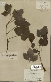 spécimen de Rubus saxatilis