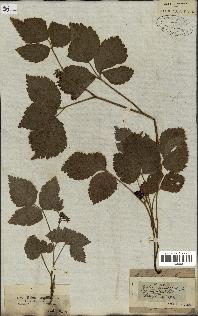 spécimen de Rubus saxatilis