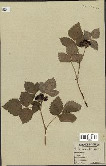 spécimen de Rubus saxatilis