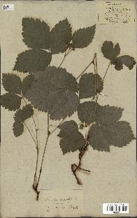 spécimen de Rubus saxatilis